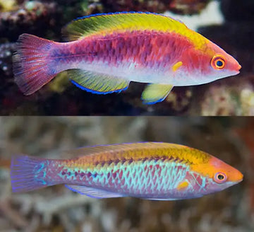 Lubbock’s wrasse (Cirrhilabrus Lubbocki)