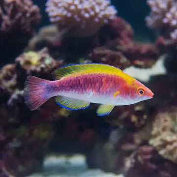 Lubbock’s wrasse (Cirrhilabrus Lubbocki)