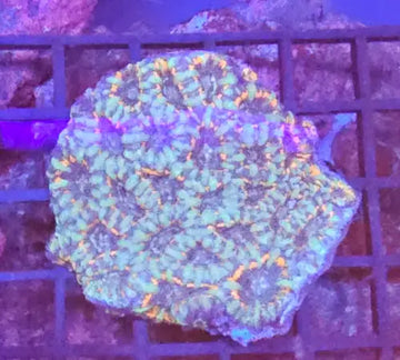 Micromussa Lordhowensis (Acan)