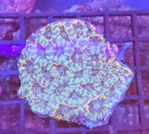 Micromussa Lordhowensis (Acan)