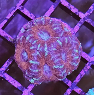 Micromussa Lordhowensis (Acan) Red