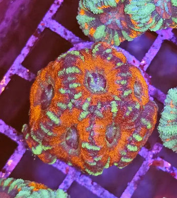 Micromussa Lordhowensis (Acan) Red