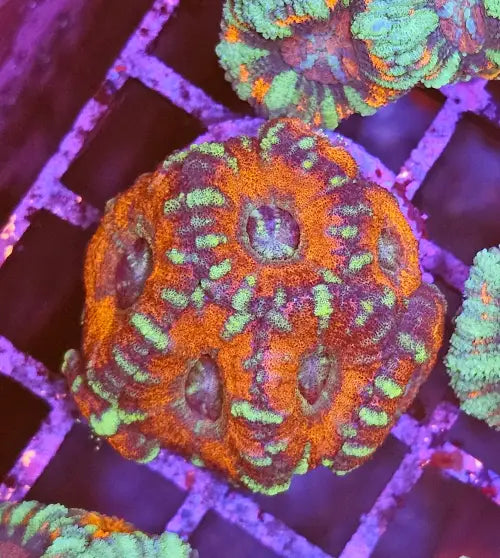 Micromussa Lordhowensis (Acan) Red