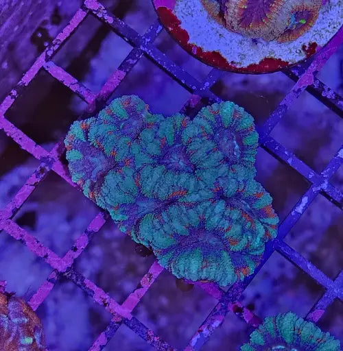 Micromussa Lordhowensis (Acan) Turqoiuse Red