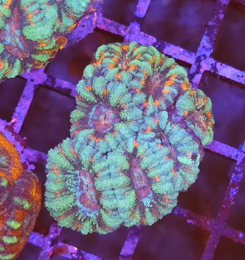 Micromussa Lordhowensis (Acan) Turqoiuse Red