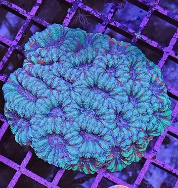 Micromussa Lordhowensis Turqoiuse Red