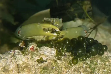 Mithrax Emerald Crab (Mithraculus sculptus)