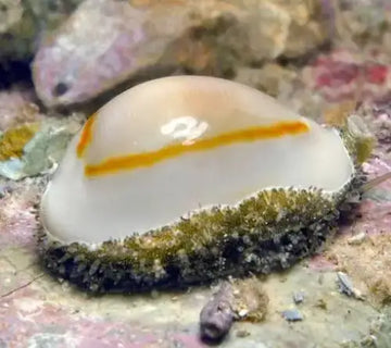 Money Cowrie (Monetaria annulus)