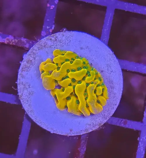 Montipora danae Beach bum Ultra