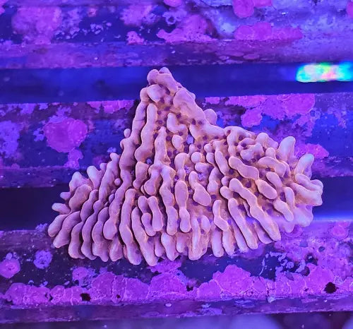 Montipora danae copper