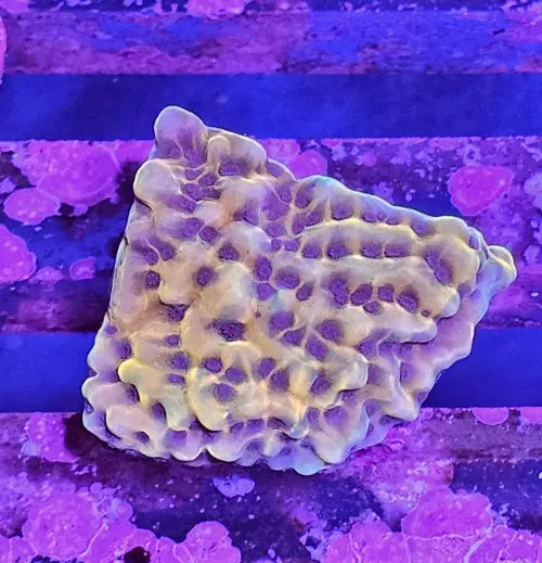 Montipora danae Gold