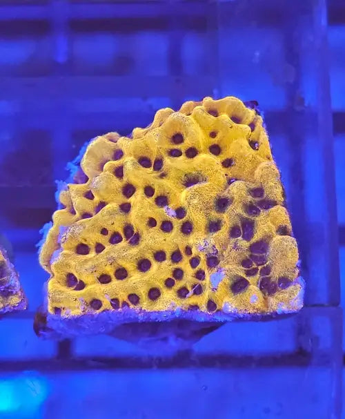 Montipora danae Gold nugget