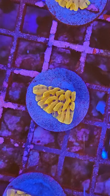 Montipora danae Gold nugget