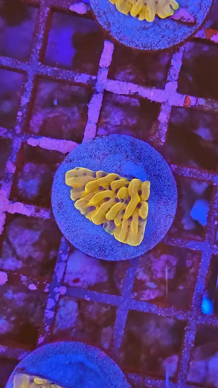 Montipora danae Gold nugget
