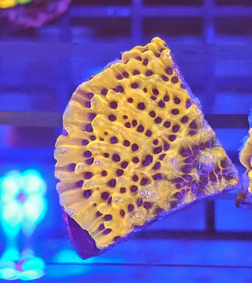 Montipora danae Gold nugget