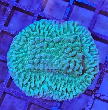 Montipora danae Green