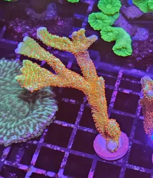 Montipora digitata Forest Fire