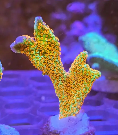 Montipora digitata Forest Fire
