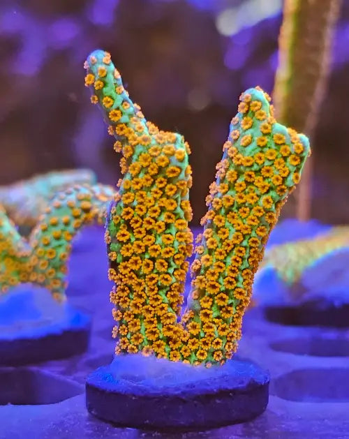 Montipora digitata Forest Fire