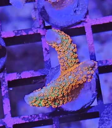 Montipora digitata Forest Fire