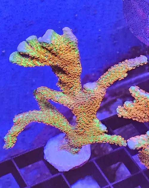Montipora digitata Forest Fire