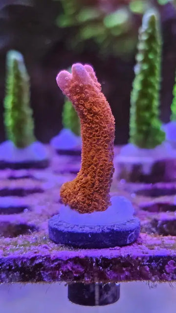 Montipora digitata red