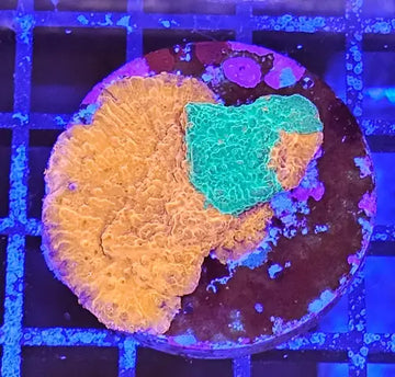 Montipora foliosa grafted