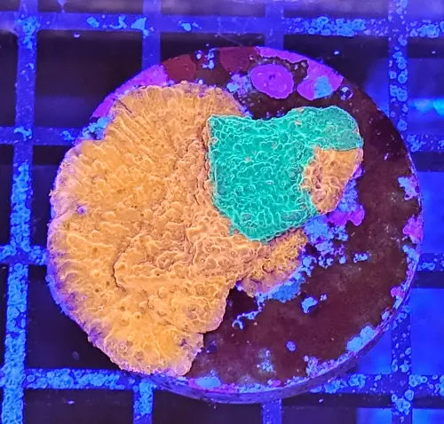 Montipora foliosa grafted