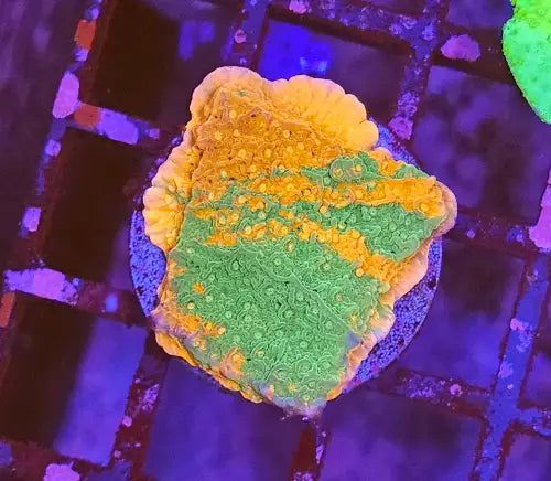 Montipora foliosa grafted Korallifarmi Special