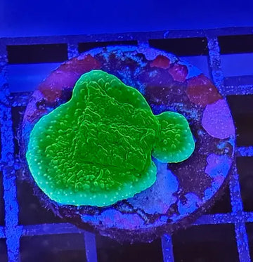 Montipora foliosa Green Premium