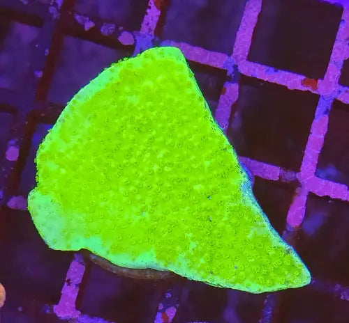Montipora Green Ultra