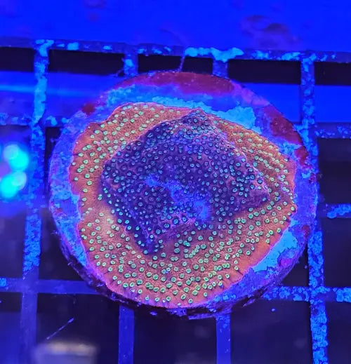 Montipora ’Sunset’ encrusting