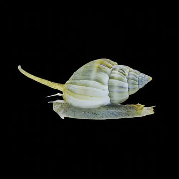 Nassarius grephiterus