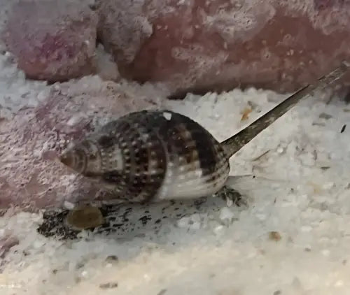 Nassarius reticularis