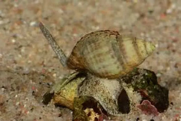 Nassarius reticularis