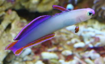 Nemateleotris decora