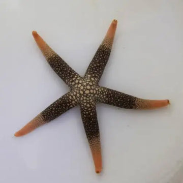New Caledonian Sea Star (Nardoa novaecaledoniae)