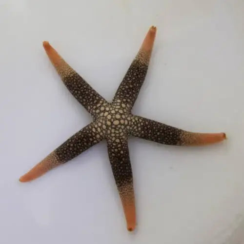 New Caledonian Sea Star (Nardoa novaecaledoniae)