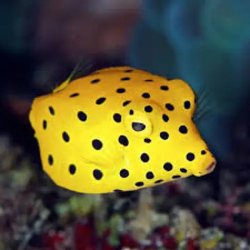 Ostracion cubicus