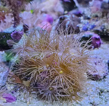 Parazoanthus – Yellow Polyps