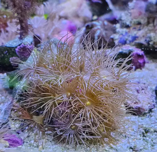 Parazoanthus – Yellow Polyps