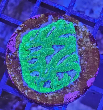 Plerogyra Green Premium