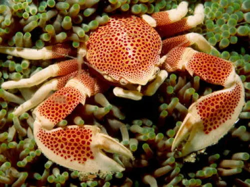 Porcelain Anemone crab (Neopetrolisthes maculatus)