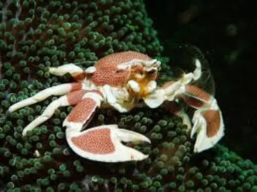 Porcelain Anemone crab (Neopetrolisthes maculatus)