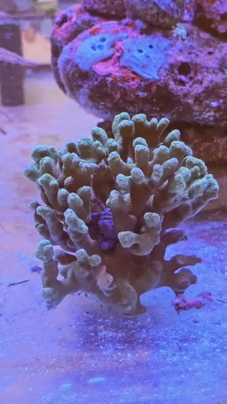Porites XL