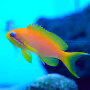 Pseudanthias squamipinnis (Female)