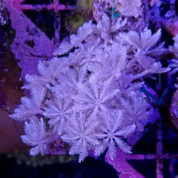 Pulsing Xenia (Heteroxenia fuscescens)