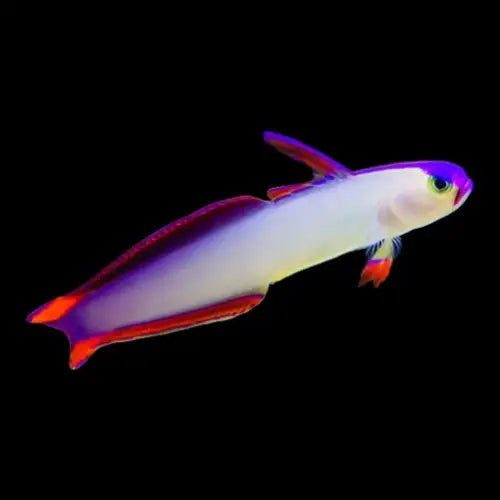 Purple Firefish (Nemateleotris decora)