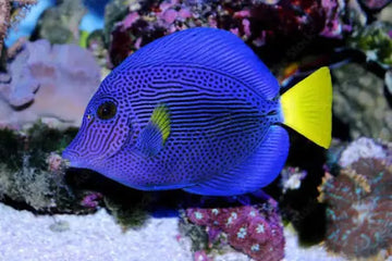 Purple Tang (Zebrasoma xanthurum) (M)