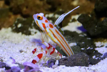 Randall’s Pistol Shrimp (Alpheus randalli)